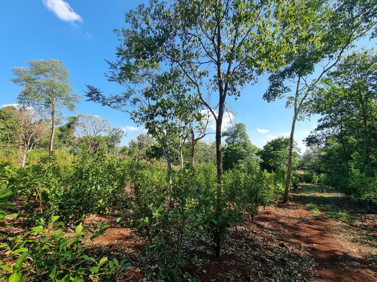 onoiru paraguayi yerba mate tea