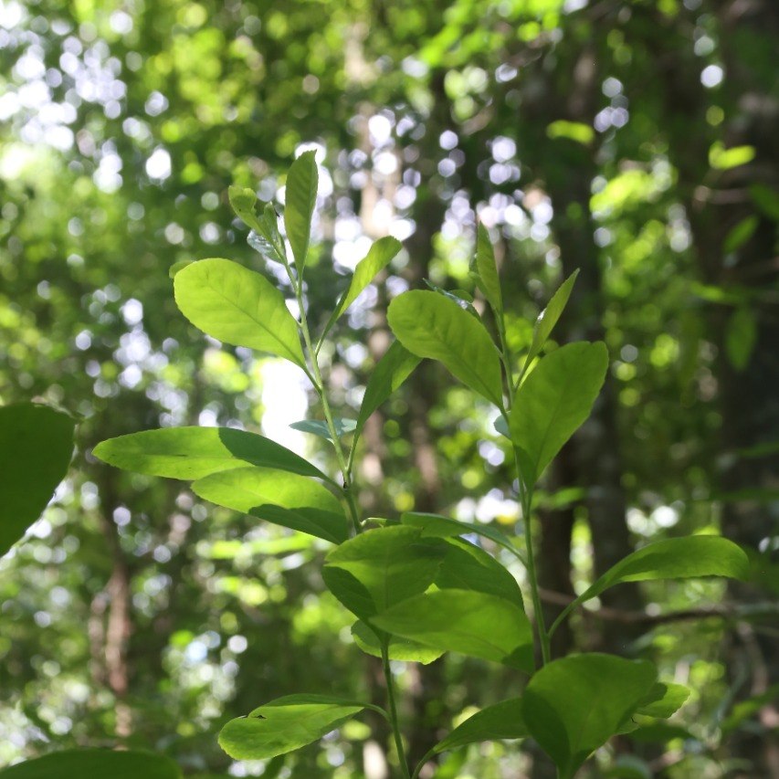 onoiru paraguayi yerba mate tea