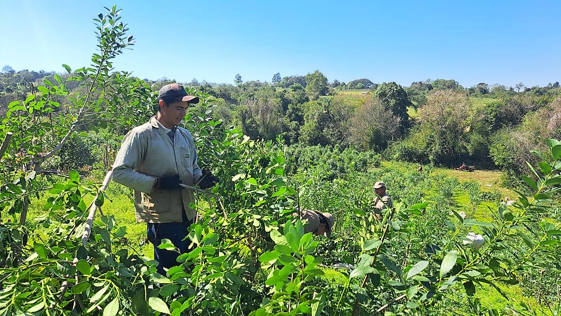 onoiru paraguayi yerba mate tea