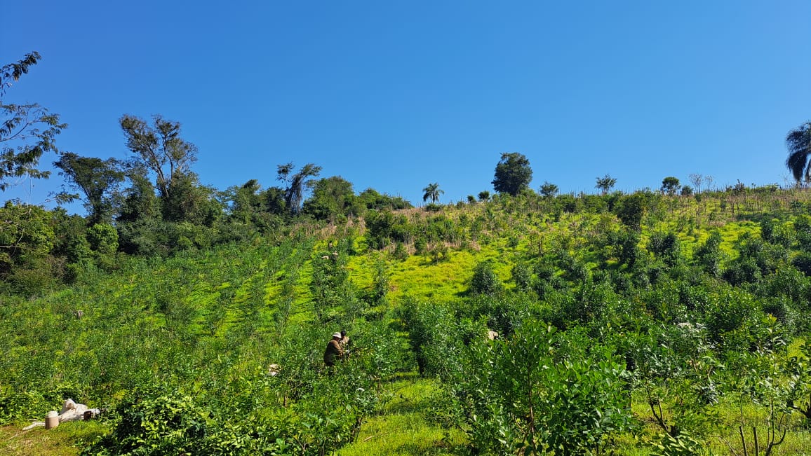 onoiru paraguayi yerba mate tea