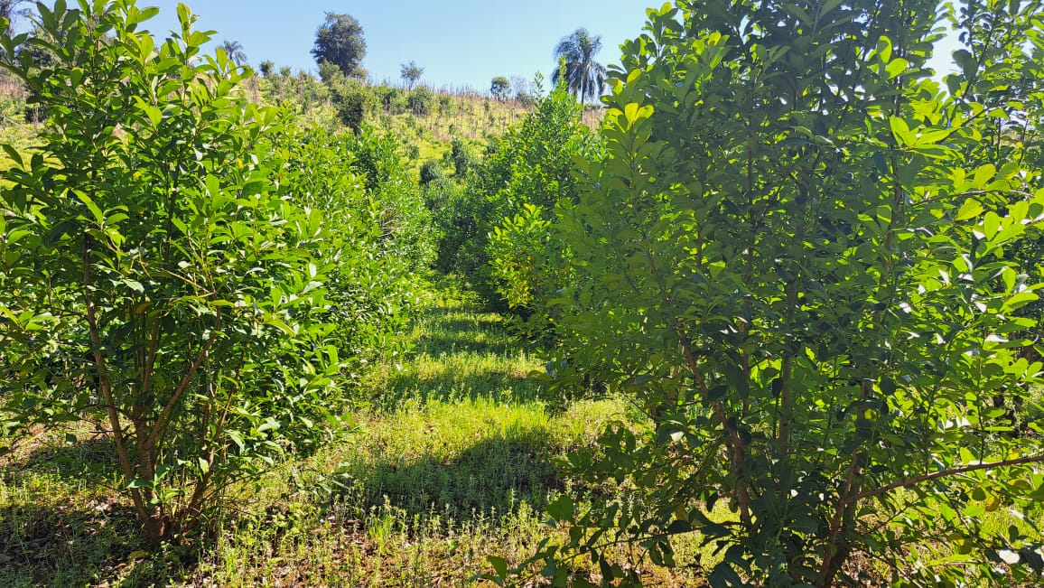 onoiru paraguayi yerba mate tea