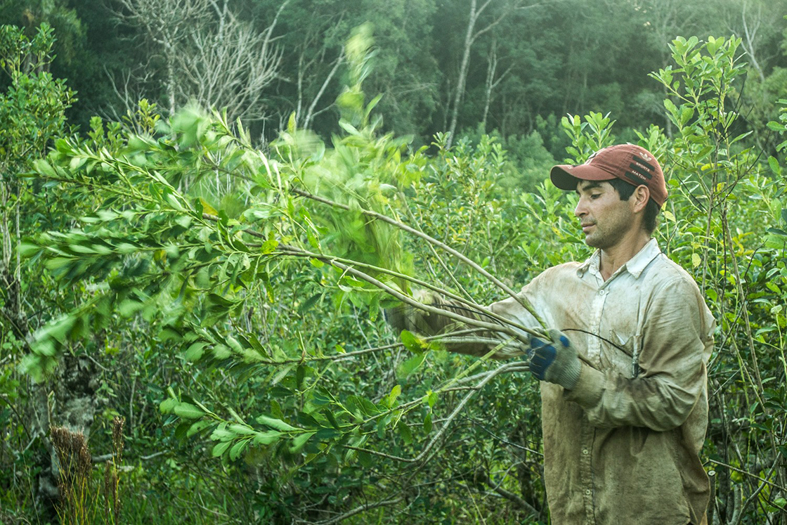 teautja yerba mate arapeguá