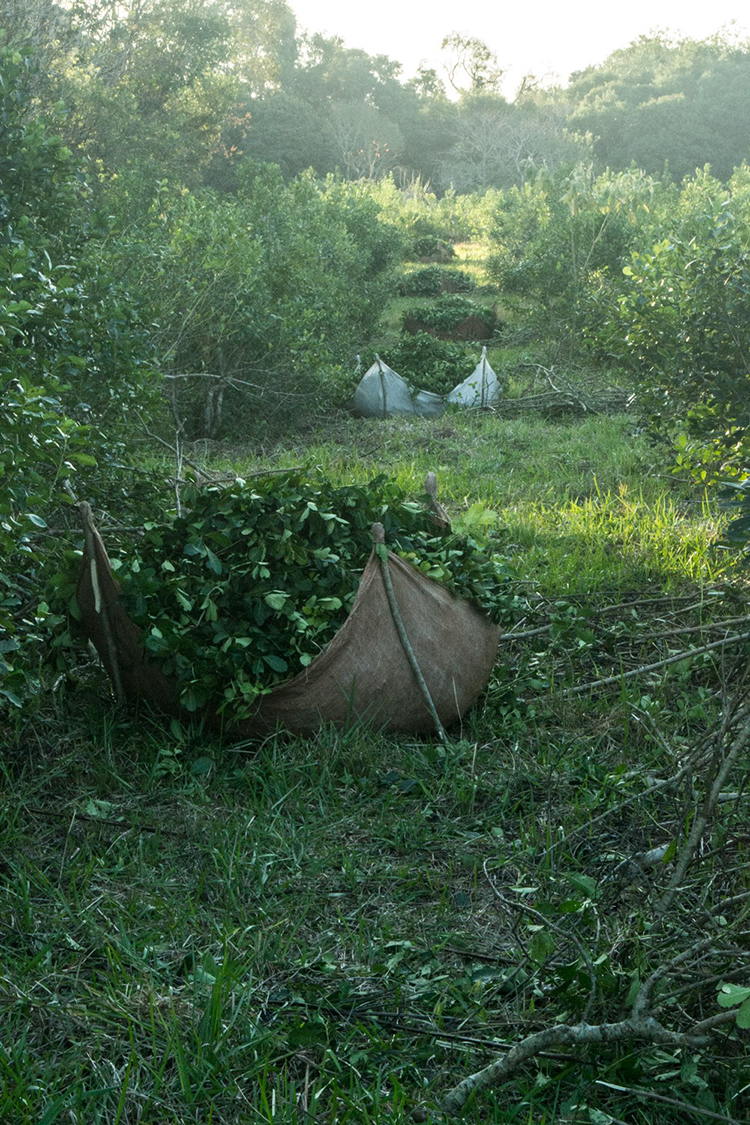 teautja yerba mate arapeguá