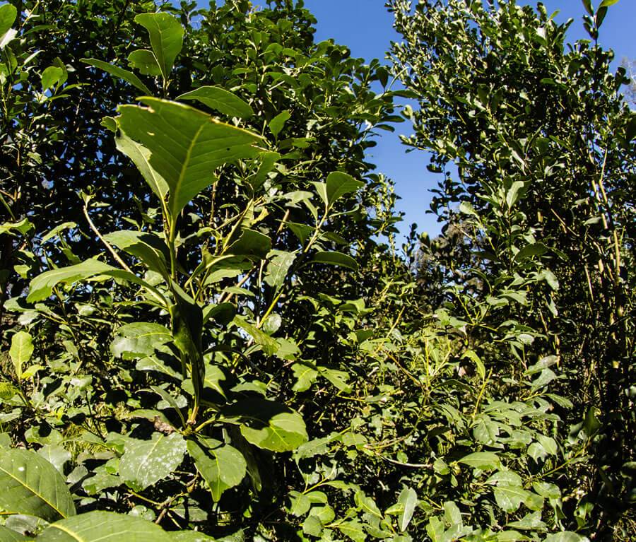 yacui organikus brazil yerba mate tea