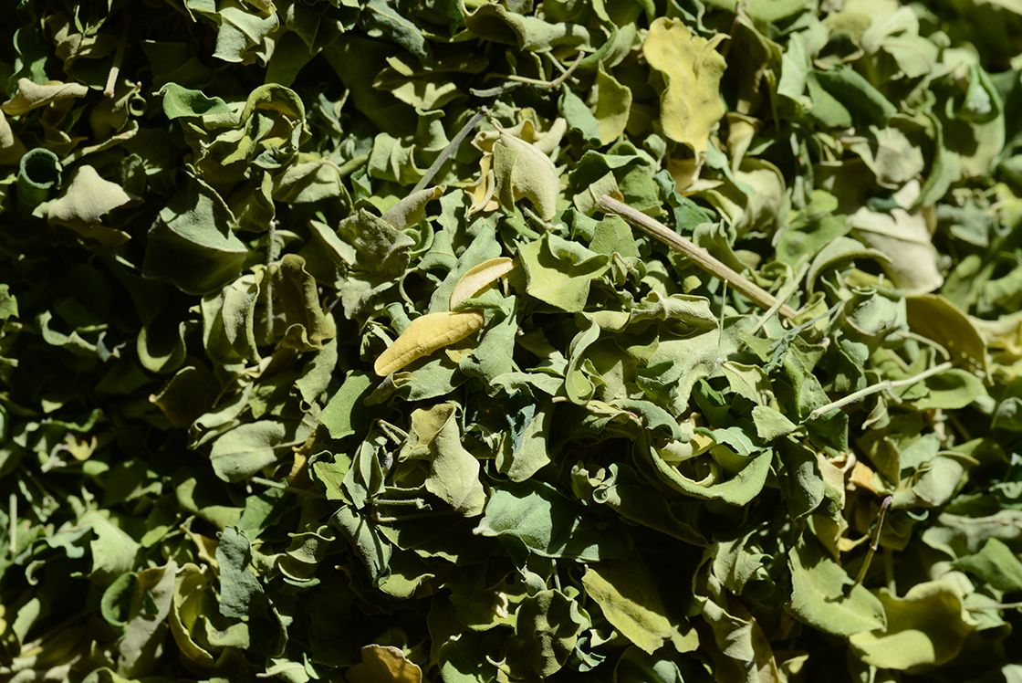 Moringa herbatea