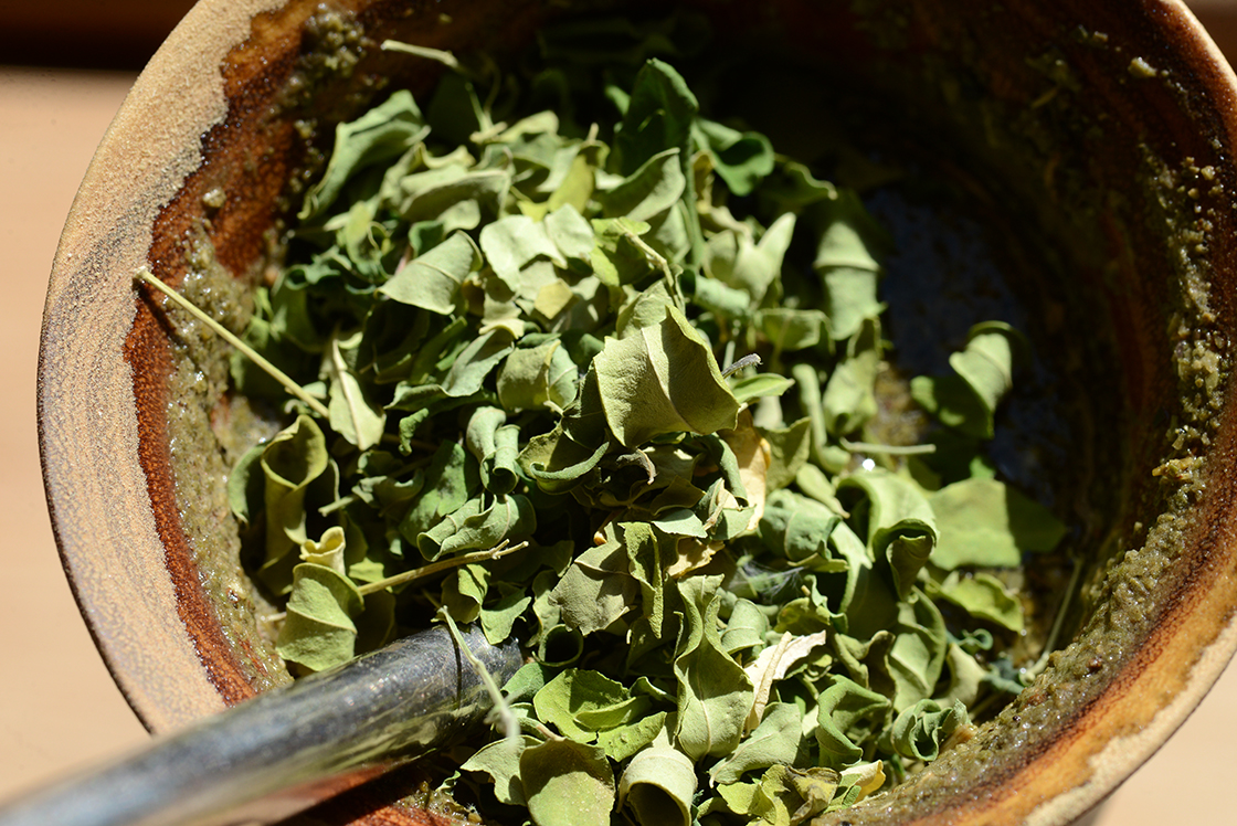 Moringa herbatea