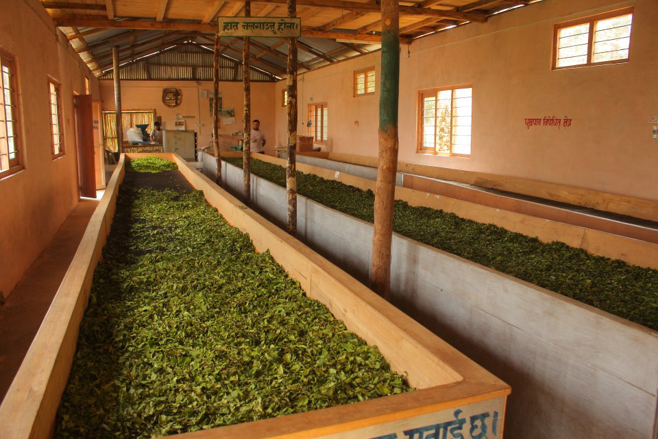 nepal fehér oolong tea