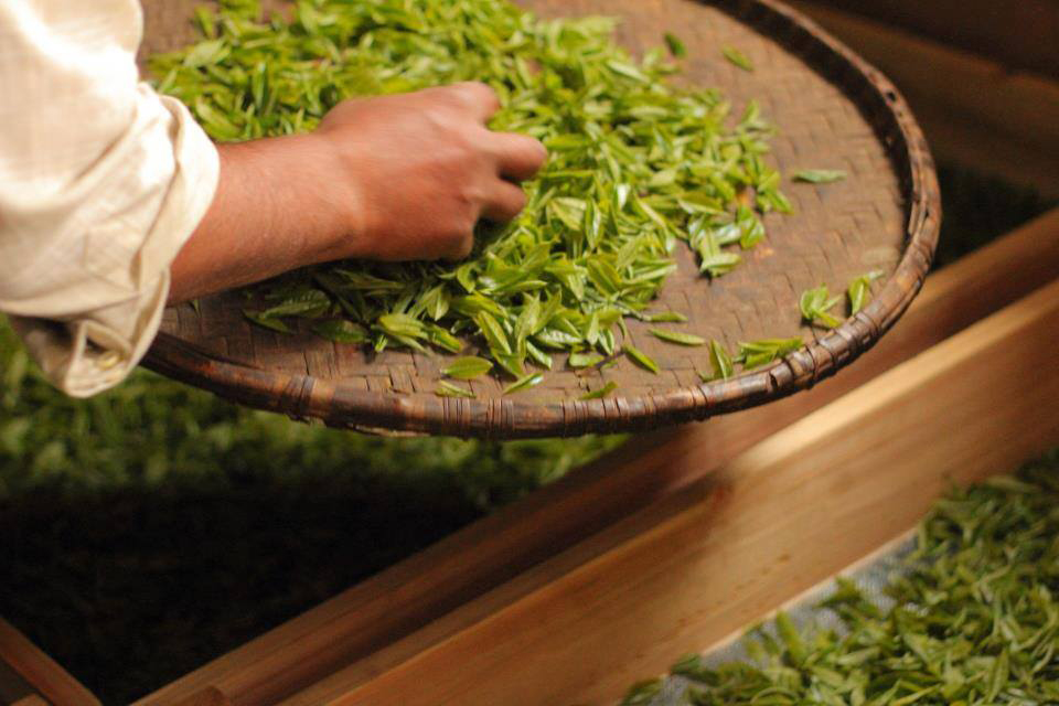 Nepal Illam green zöld tea 