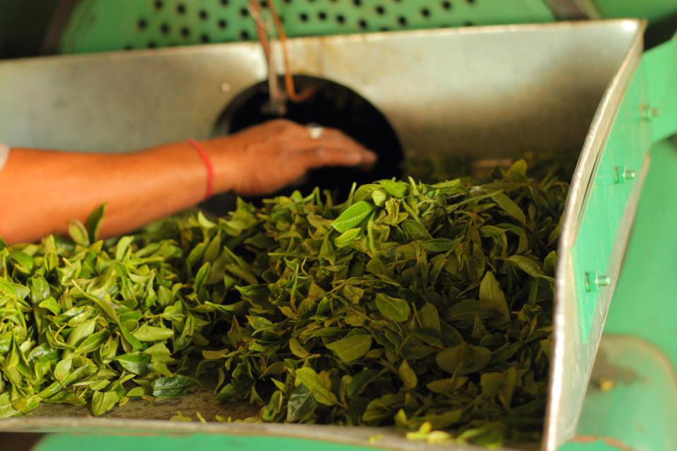 nepal fehér oolong tea