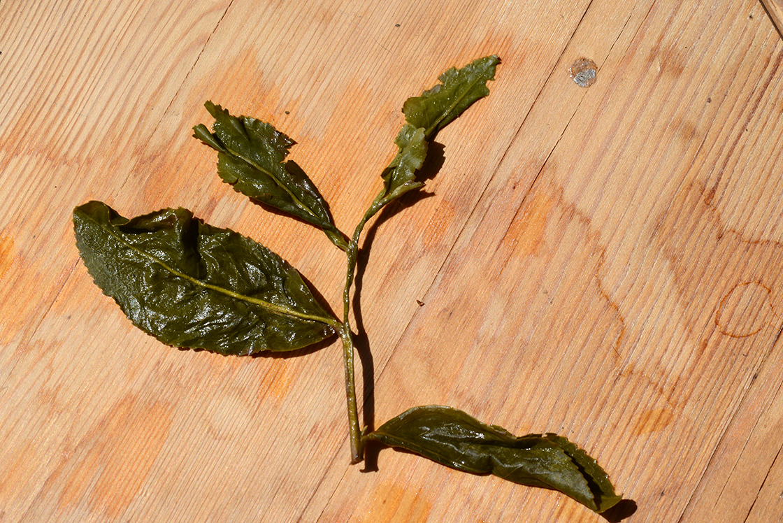 ali shan  tajvani zöld oolong tea 