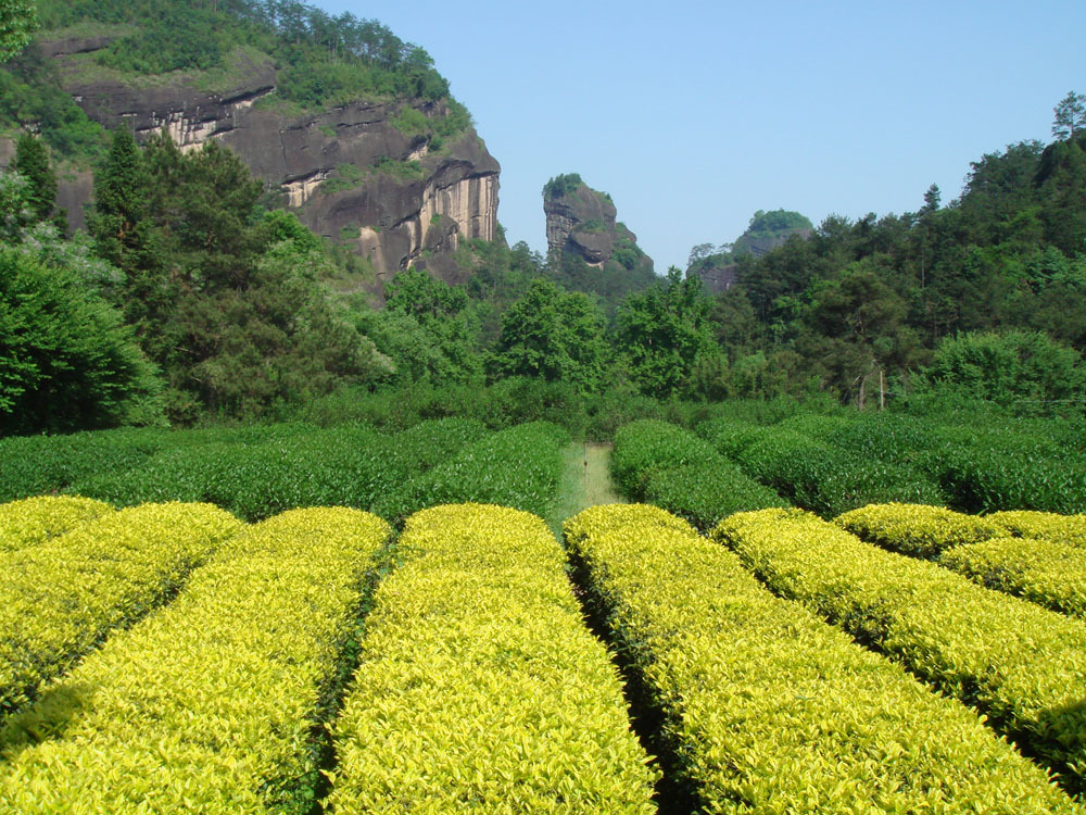 Bai Ji Guan oolong tea