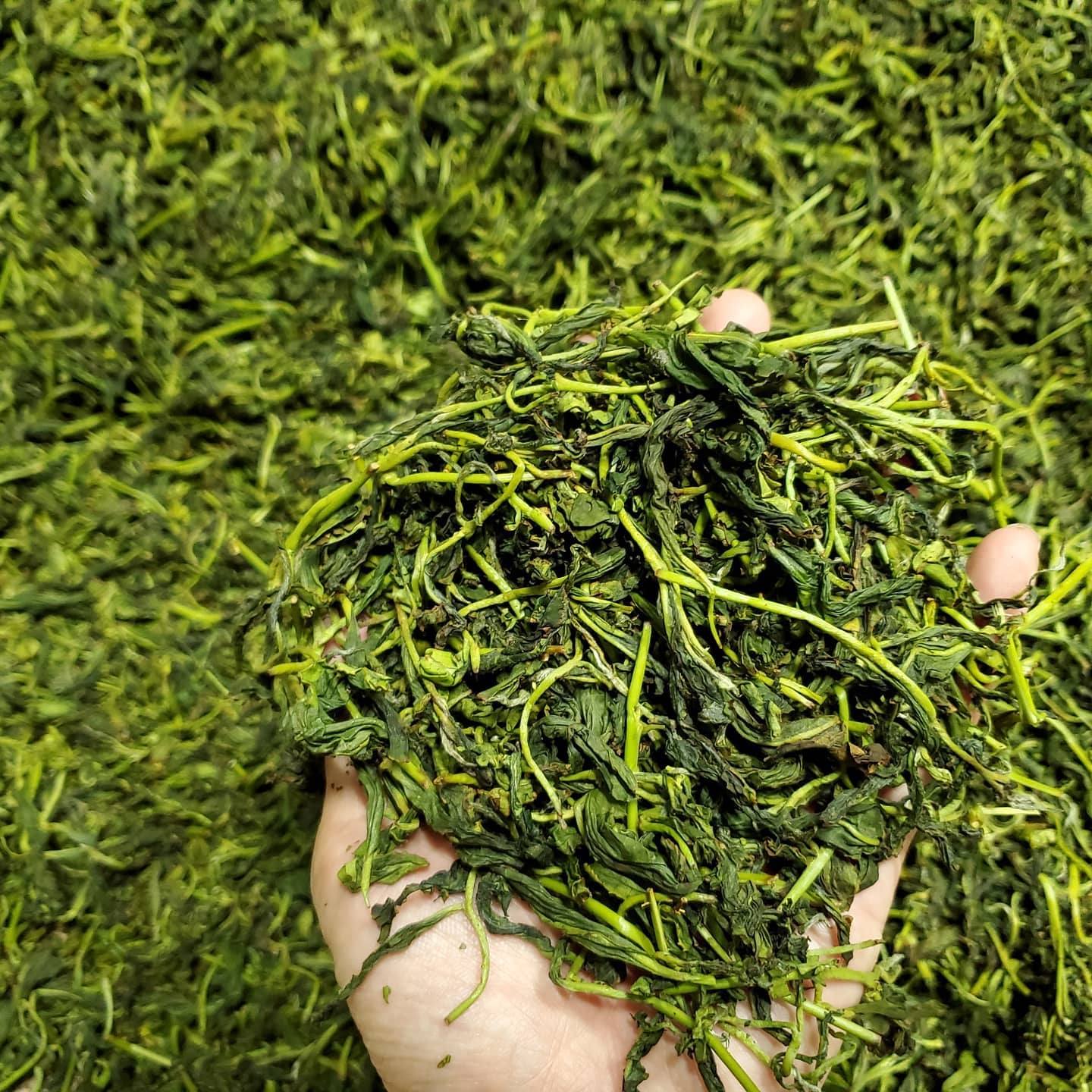 hoshitea japán oolong  tea