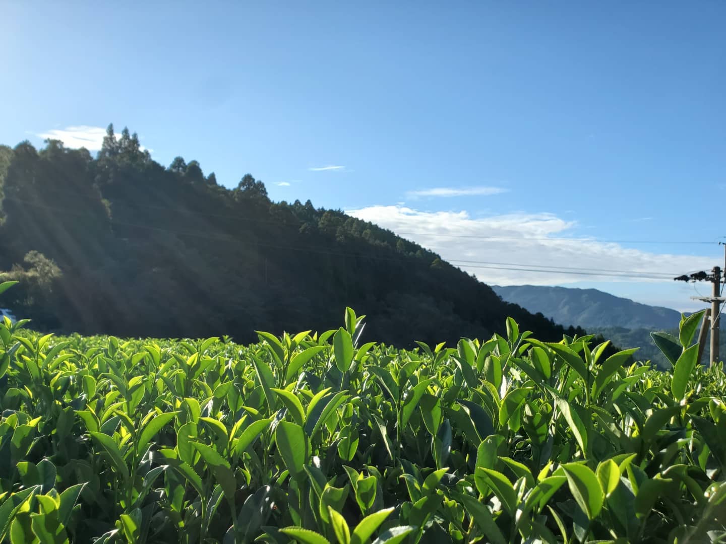 Hoshitea kék oolong japán oolong tea