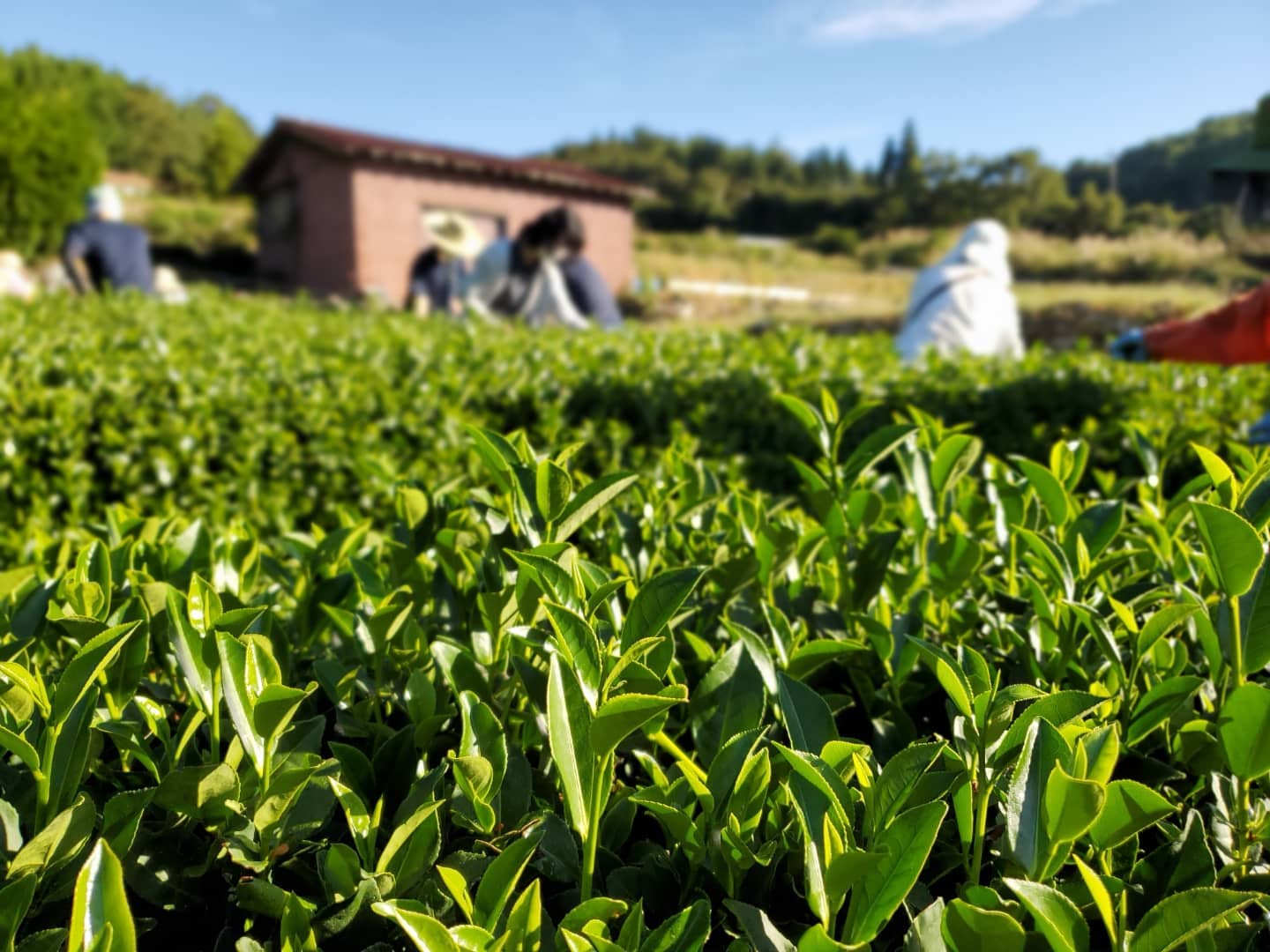 Hoshitea kék oolong japán oolong tea