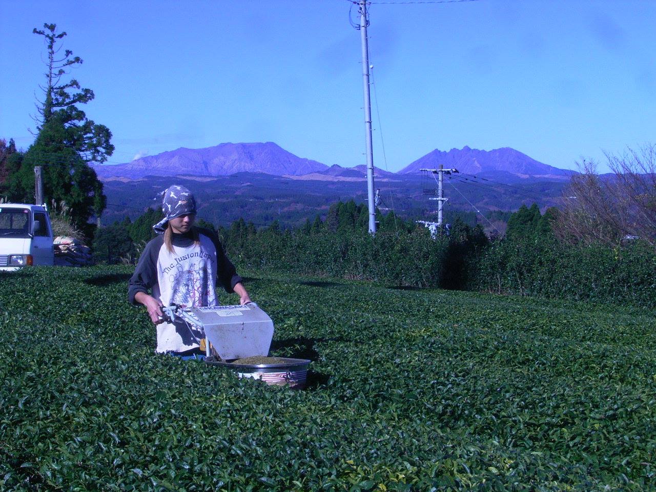 miyazaki tea