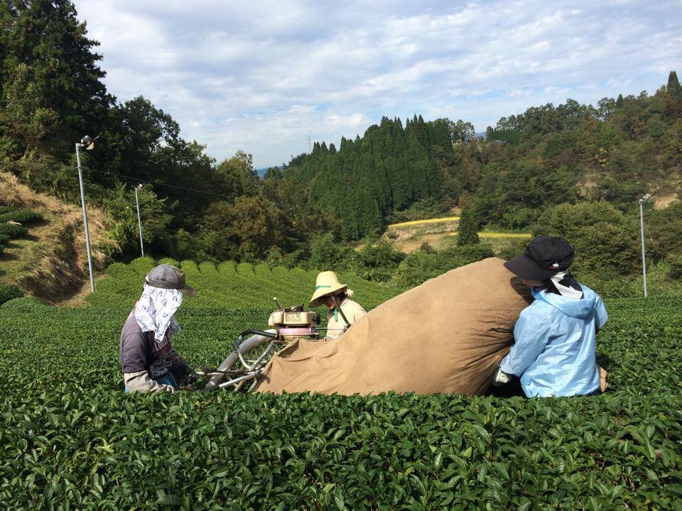 kamairi cha tea ültetvény