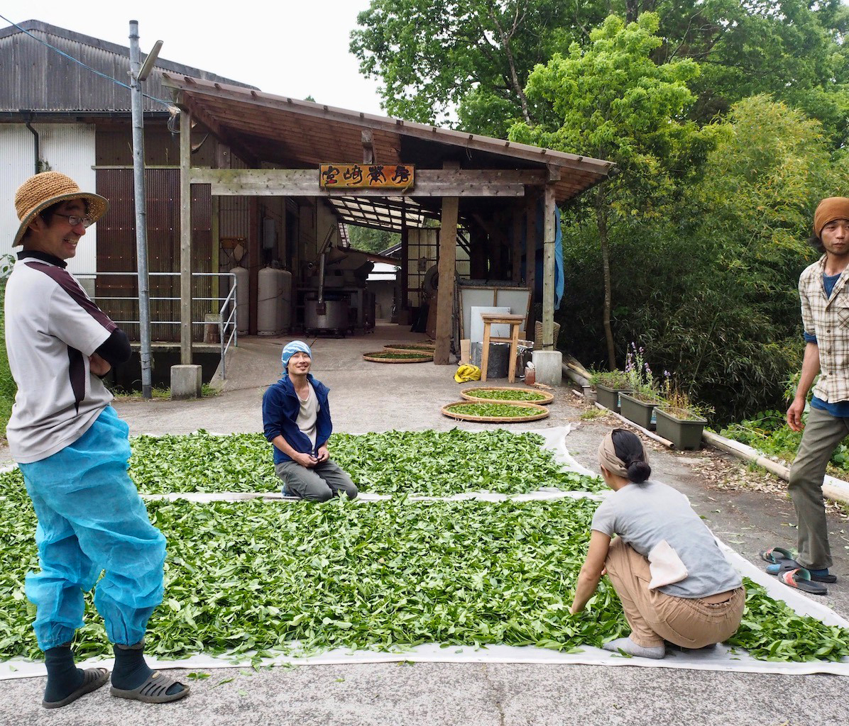 miyazaki Sabou tea ültetvény