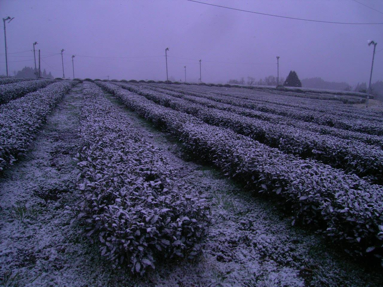 miyazaki tea télen