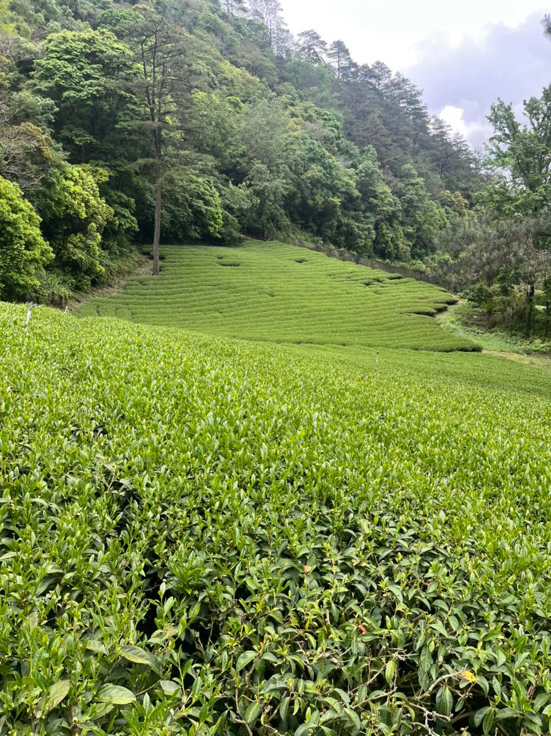 Baigu Dashan magashegyi tajvani oolong