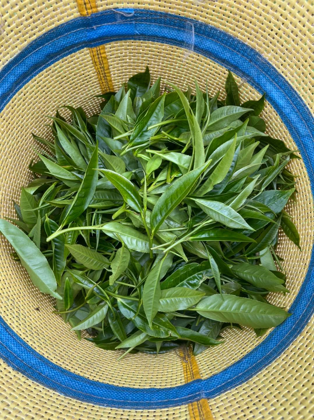 Baigu Dashan magashegyi tajvani oolong