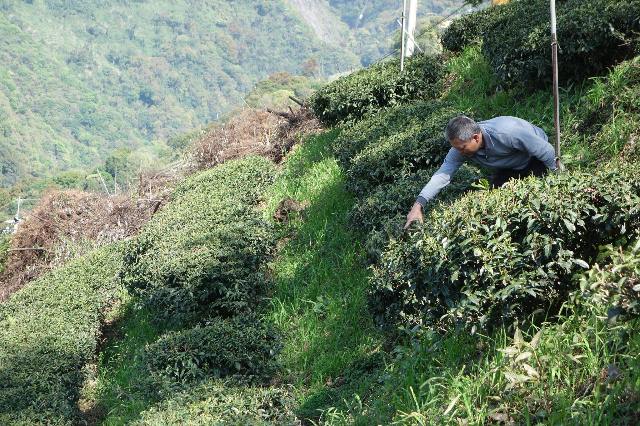 tajvani oolong
