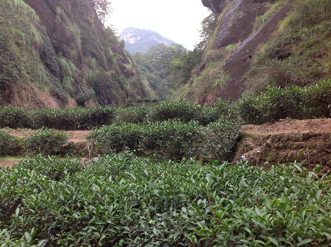 Wuyi hegyi oolong teák