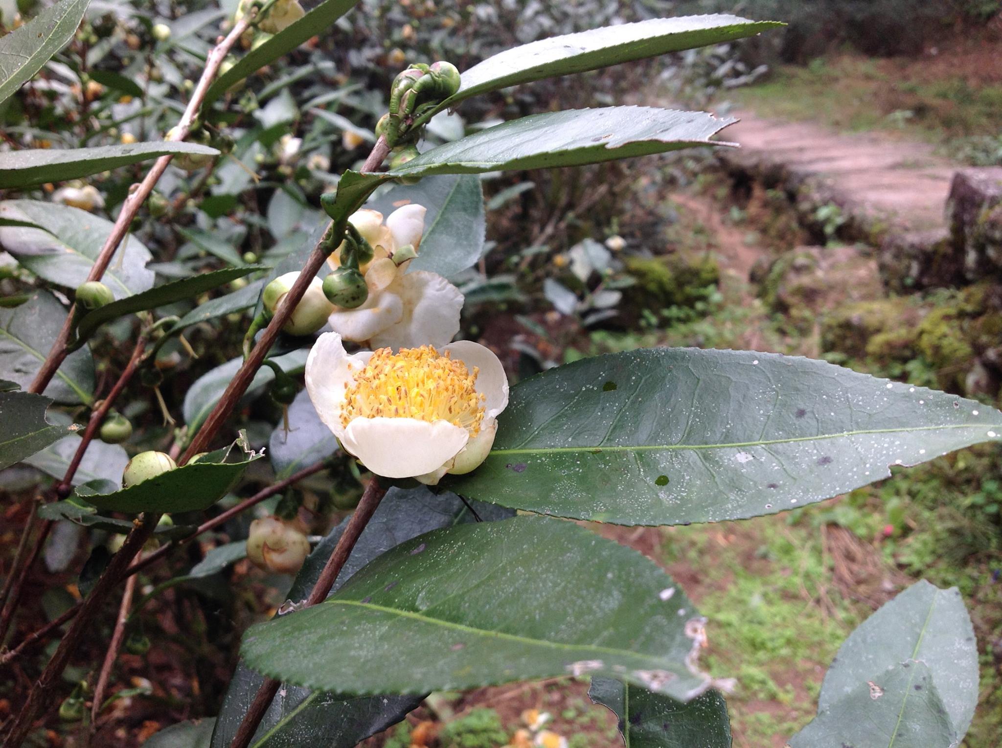 wuyi hegyi szikla oolong tea