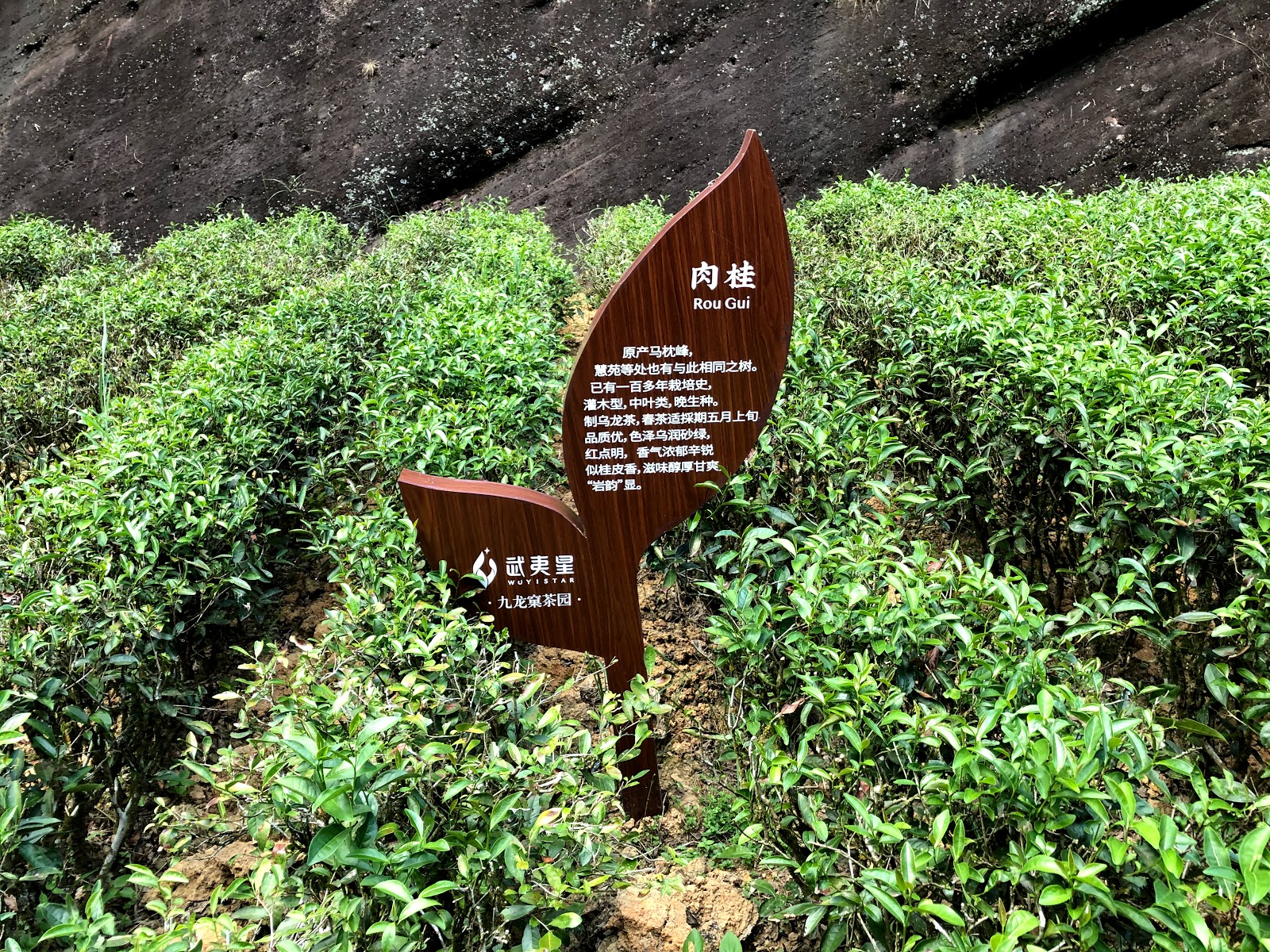 wuyi shan szikla oolong tea