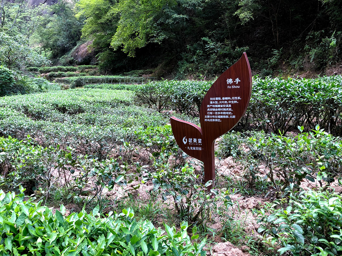 wuyi shan sziklatea oolong tea 