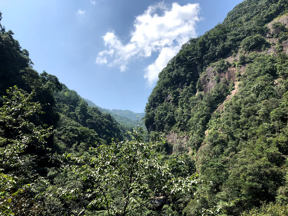 wuyi shan szikla oolong tea