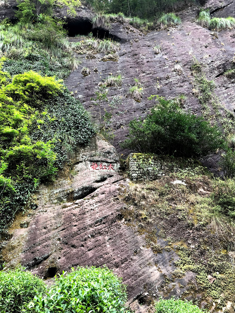 wuyi hegyi szikla oolong tea