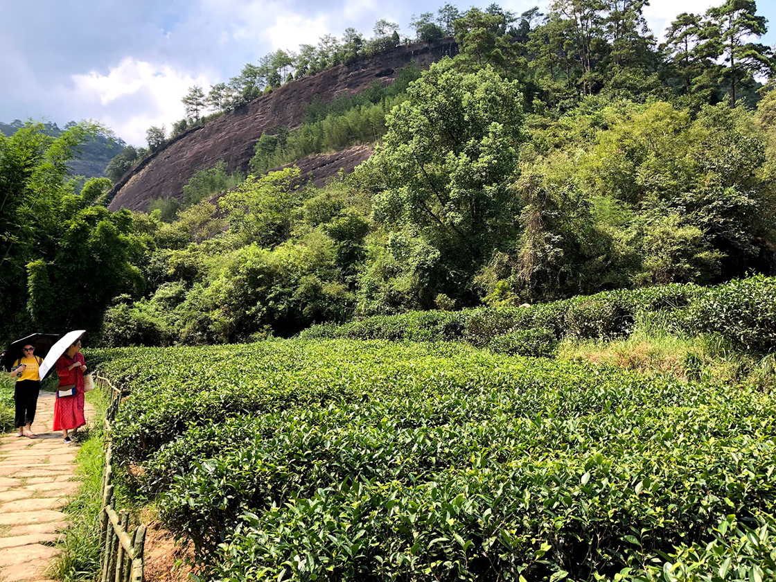 wuyi shan szikla oolong tea