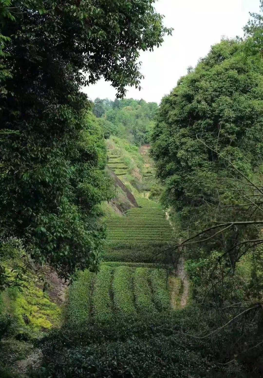 wuyishan szikla oolong tea