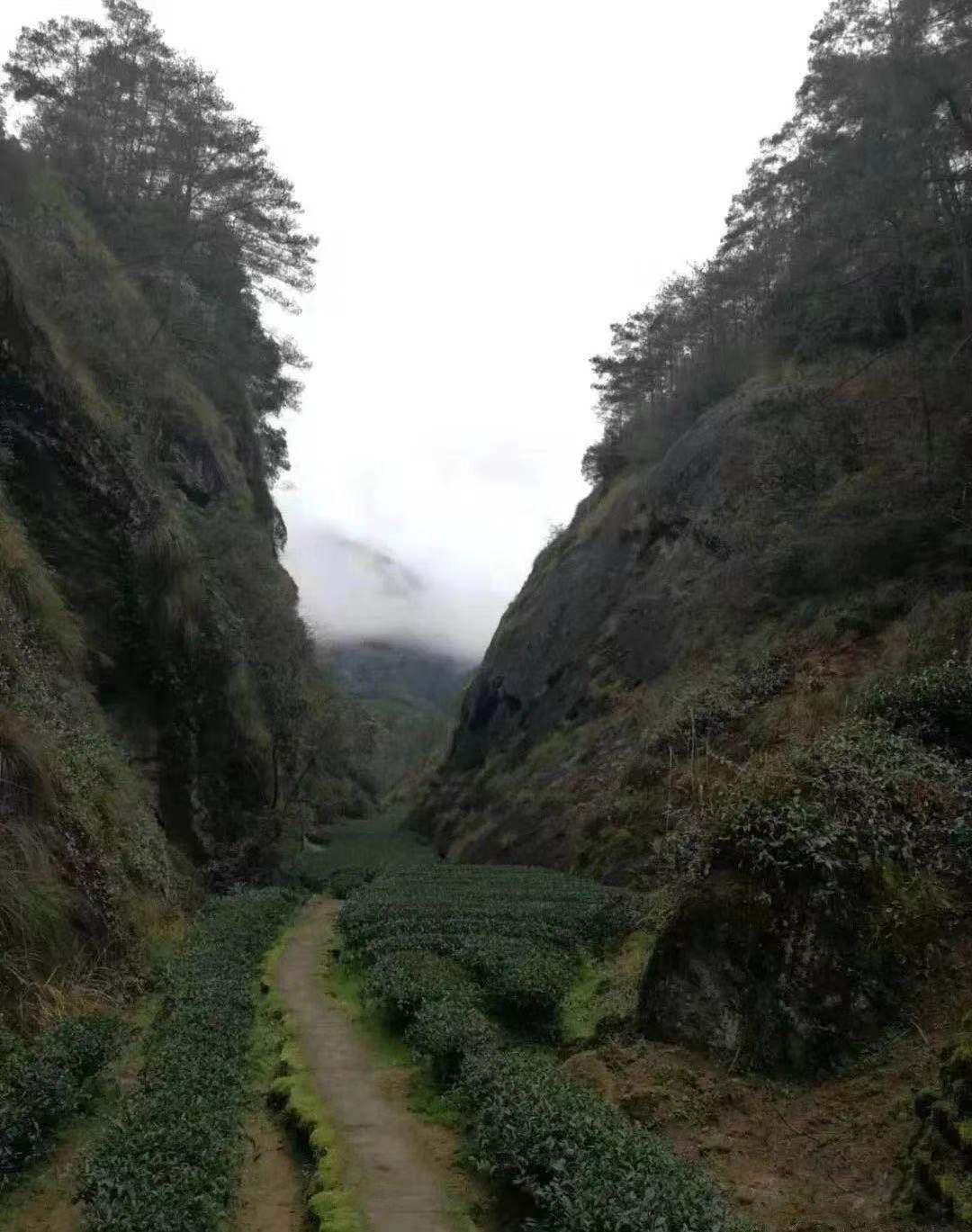 wuyishan szikla oolong tea