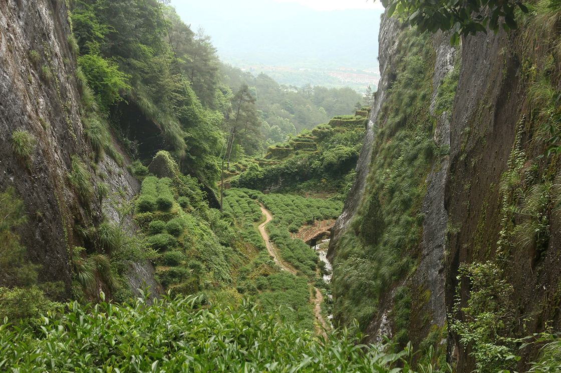 wuyi hegyi szikla oolong tea