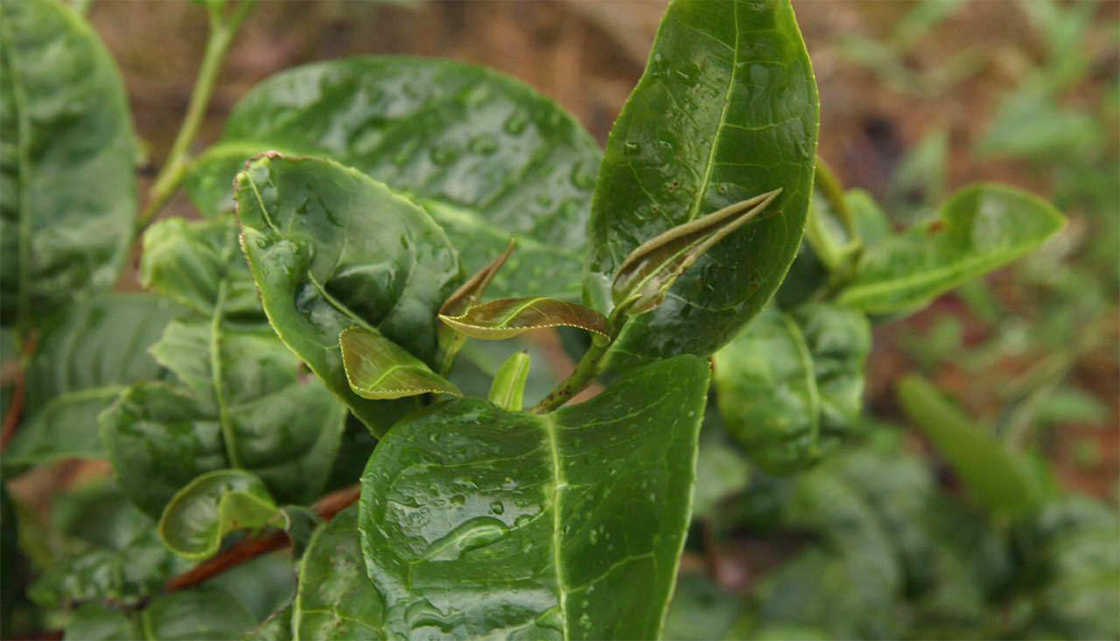 wuyi hegyi szikla oolong tea