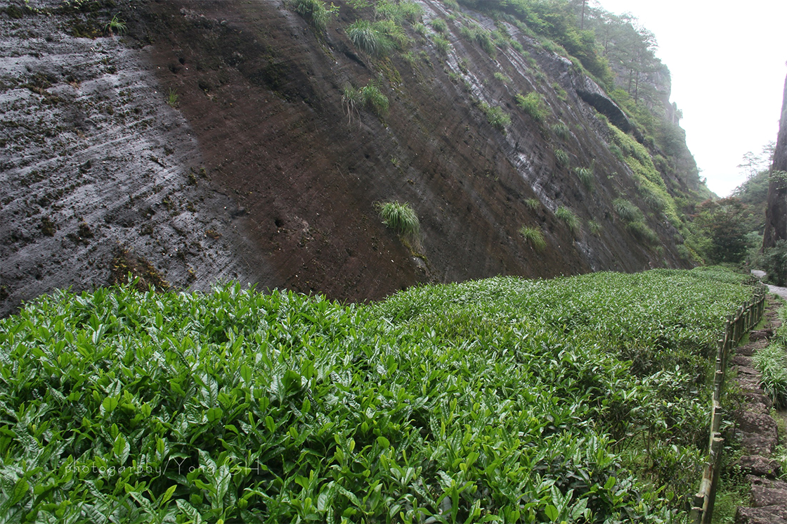 wuyi hegyi szikla oolong tea