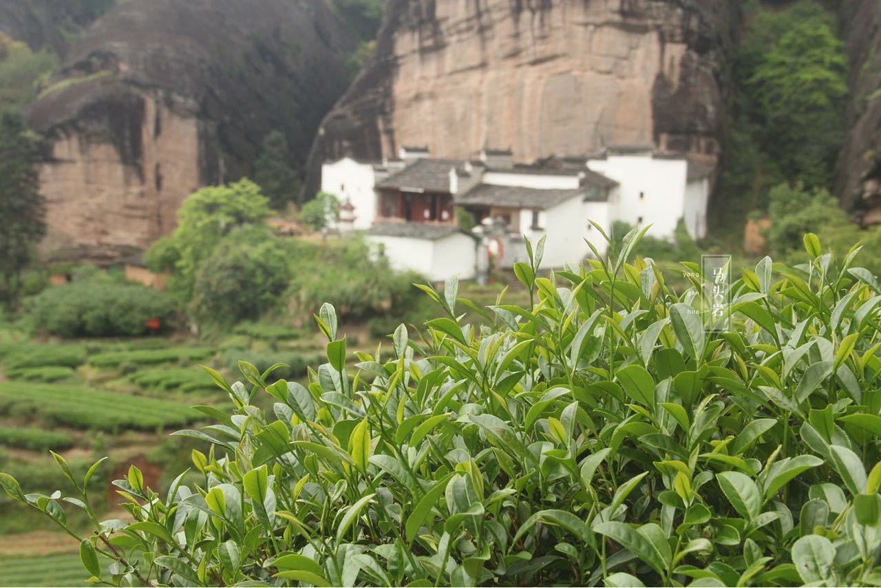 wuyi hegyi szikla oolong tea