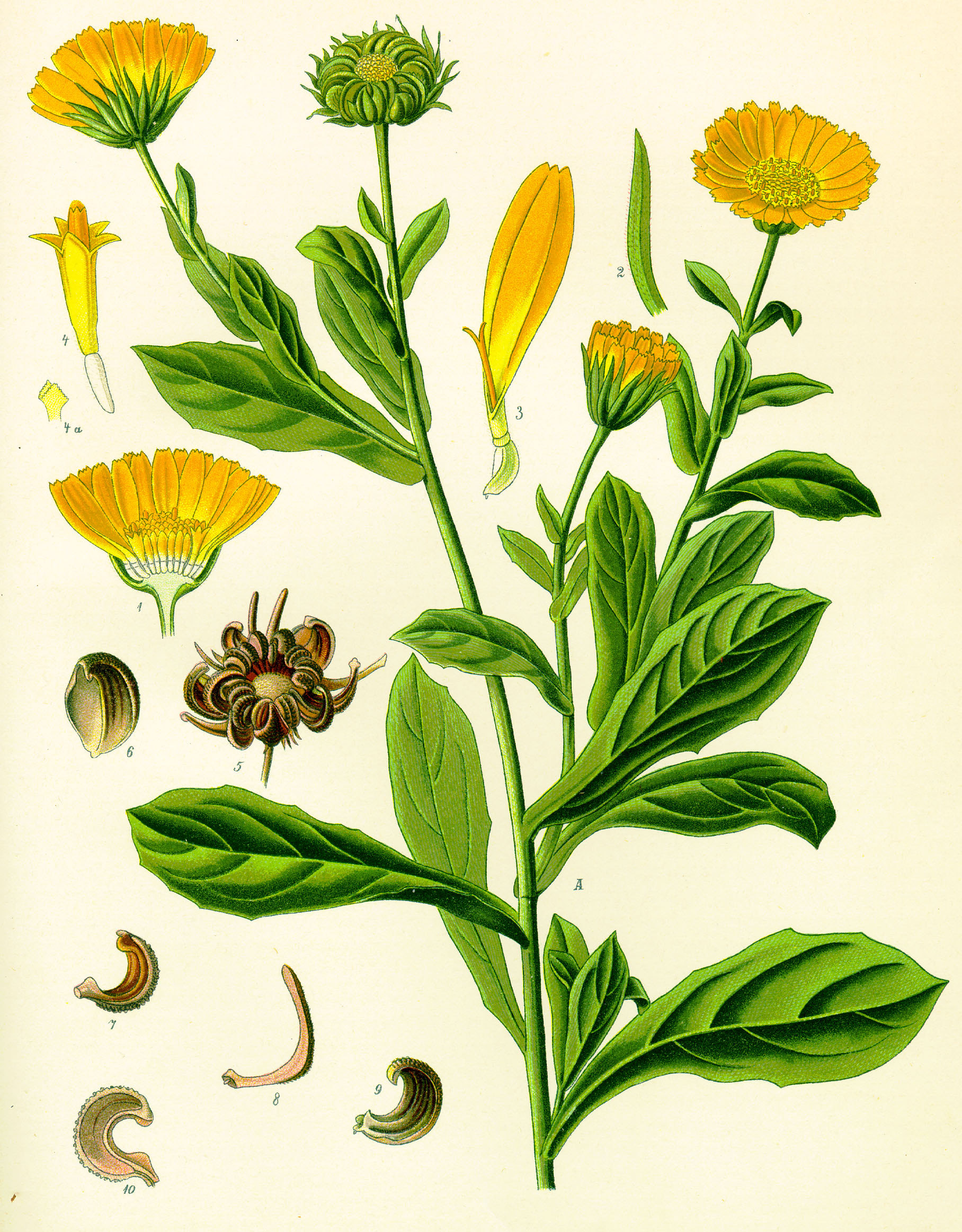 Calendula officinalis