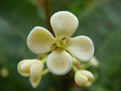 osmanthus wulong tea flower