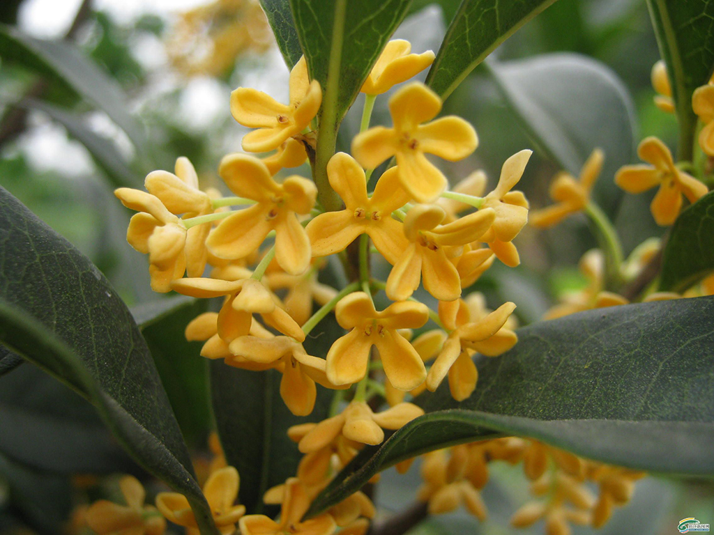 Édes osmanthus