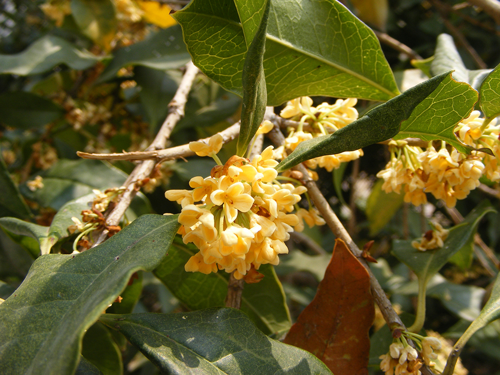 Édes osmanthus