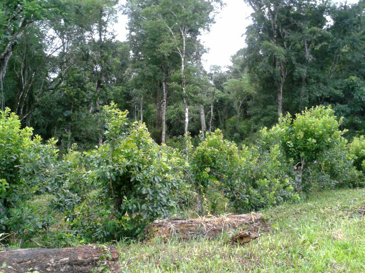 Yerba Mate Pajarito