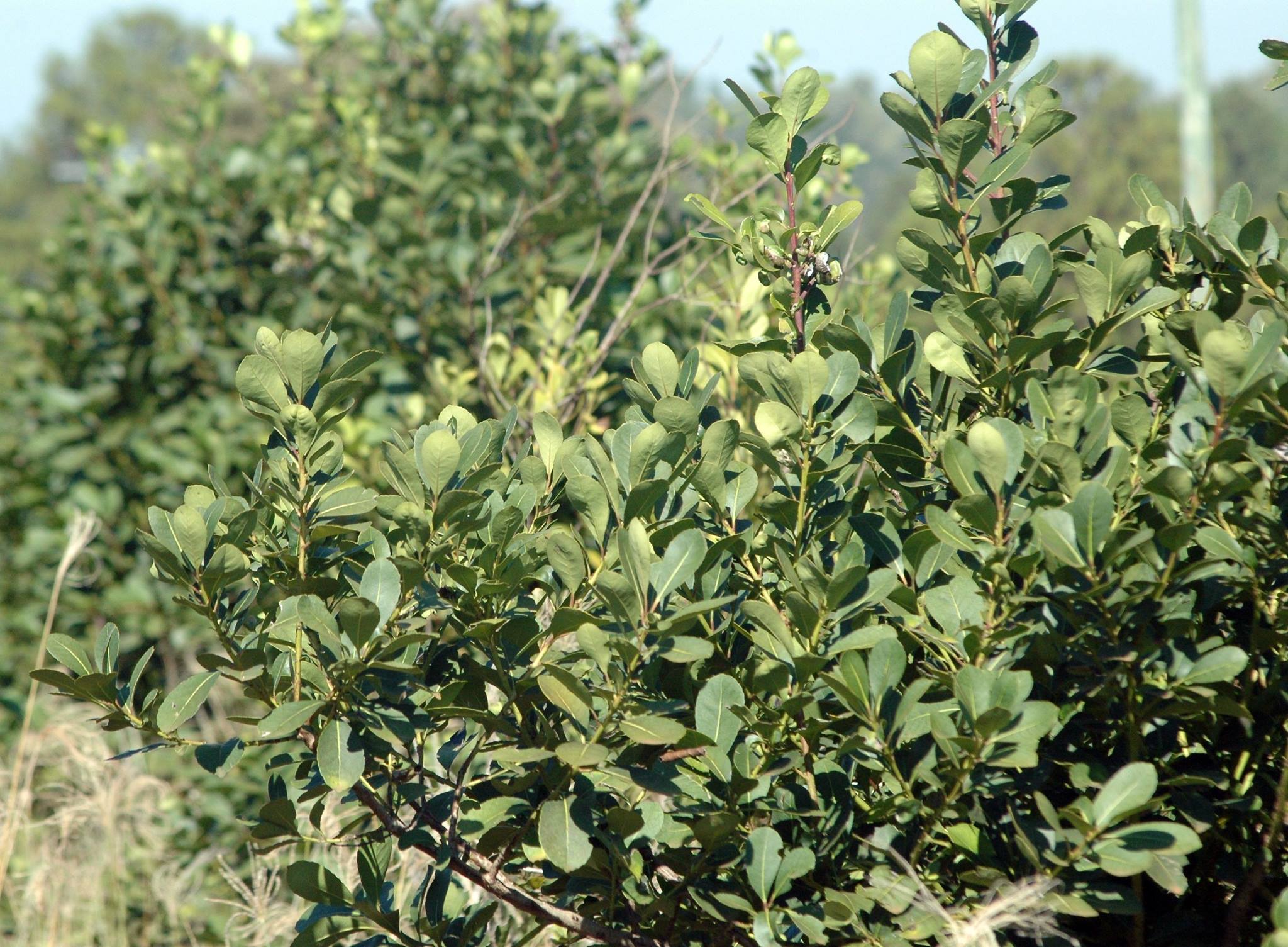 Playadito yerba mate tea ültetvény