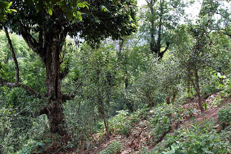 Yibang ősi tea hegység