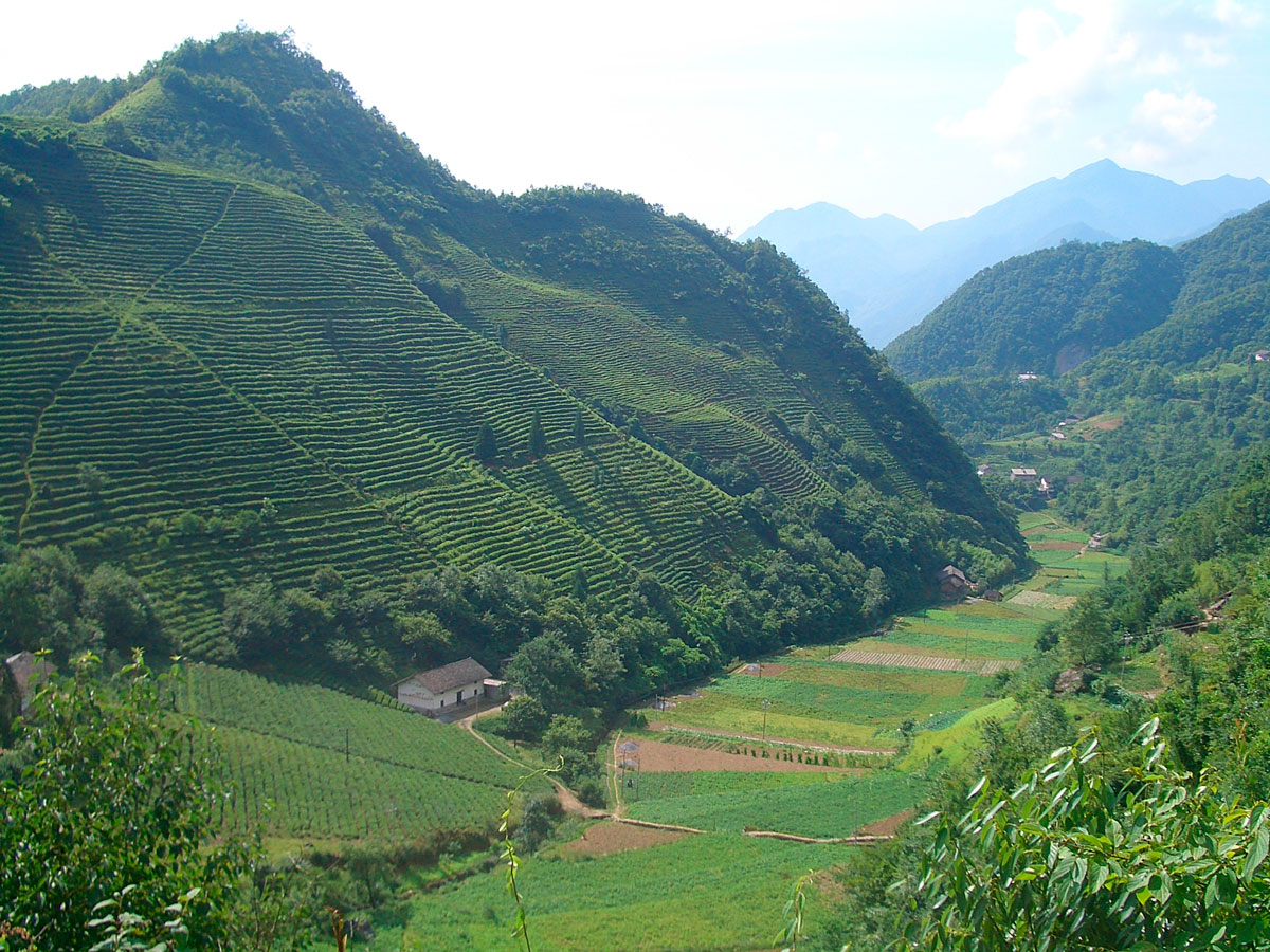 Yiwu puerh teahegység   易武茶山