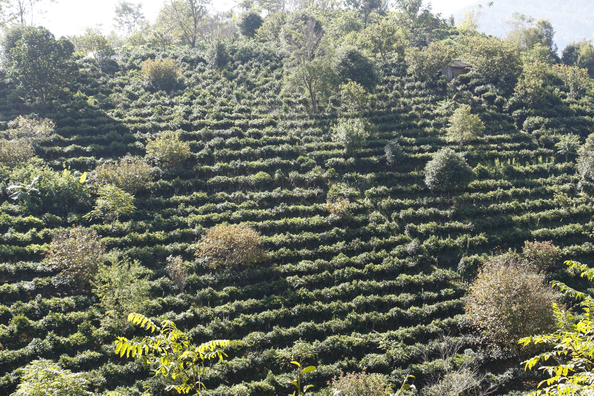 tea ültetvény Jingmaiban farmerleaf fotó