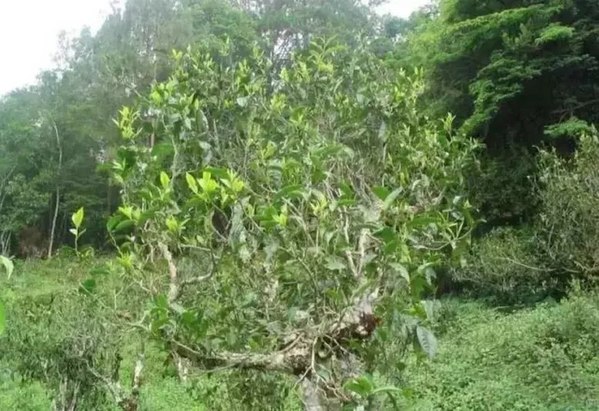 datolya vad sheng puerh tea Jinggu Longtan tea hegység