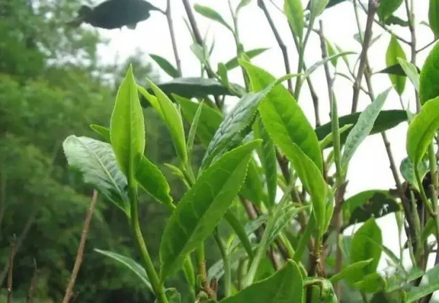 datolya vad sheng puerh tea Jinggu Longtan tea hegység