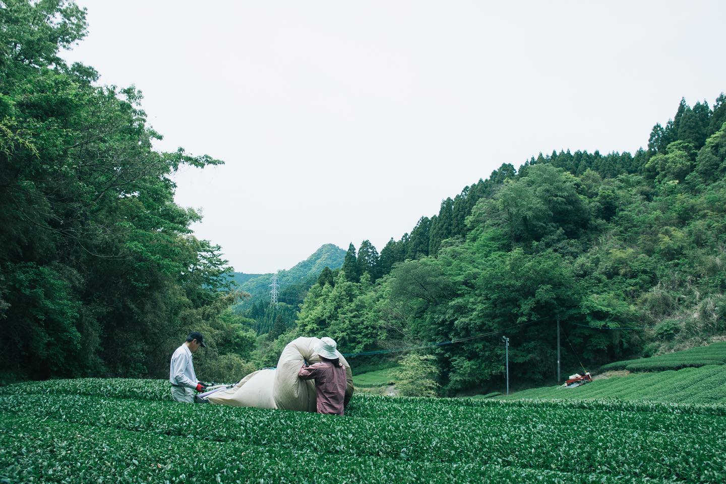 奥八女煎茶 organikus yame sencha